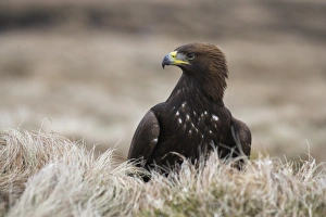 Eagle Prints: Golden eagle, Aquila chrysaetos, moorland, captive, United Kingdom, Europe