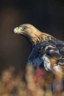 Eagle Prints: Golden eagle (Aquila chrysaetos), Sweden, Scandinavia, Europe