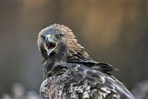 Golden eagle (Aquila chrysaetos), Sweden, Scandinavia, Europe