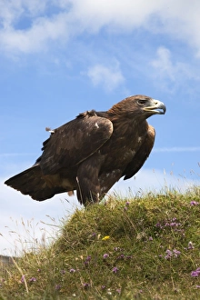 Raptor Prints: Golden eagle (Aquila chrysaetos), captive, United Kingdom, Europe