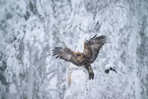 Finland Prints: Golden eagle (Aquila chrysaetos) landing on branch in snowfall, Finland, Europe