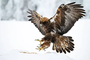 Finland Prints: Golden eagle (Aquila chrysaetos) landing on carcase, Finland, Europe