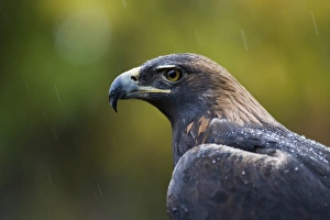 Eagle Prints: Golden eagle (Aquila chrysaetos) in the rain