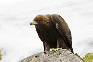 Golden eagle, Aquila chrys aetos , in s now, captive, United Kingdom, Europe