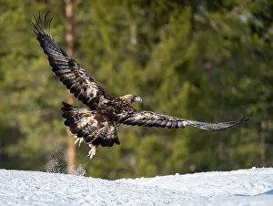 Spread Wings Prints: Golden eagle (Aquila chrysaetos) taking off, Finland, Europe