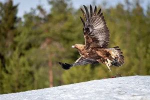 Golden eagle (Aquila chrysaetos) taking off, Finland, Europe