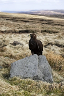 Eagle Prints: Golden eagle calling, Aquila chrysaetos, moorland, captive, United Kingdom, Europe