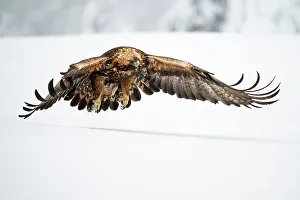 Finland Prints: Golden eagle in flight over snow covered field, Finland, Europe