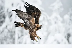 Finland Prints: Golden eagle in flight over snow covered field, Finland, Europe