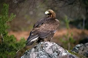 One Bird Collection: Golden eagle, Highlands, Scotland, United Kingdom, Europe