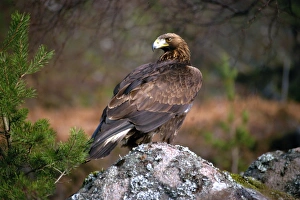 Images Dated 26th November 2007: Golden eagle, Highlands, Scotland, United Kingdom, Europe