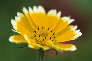 Bielefeld Prints: Golden eye