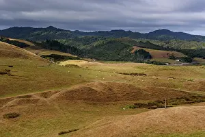 Pastoral Prints: Golden hills and farmland in landscape near Cape Farewell with mountains