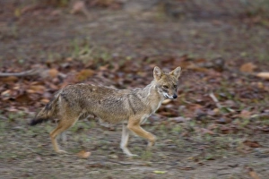 Golden jackal