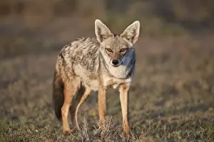 Tanzania Prints: Golden Jackal (Canis aureus), Ngorongoro Conservation Area, Tanzania, East Africa, Africa