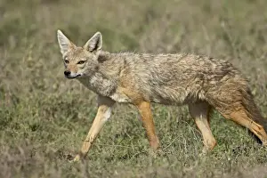Jackal Prints: Golden jackal (Canis Aureus), Serengeti National Park, Tanzania, East Africa, Africa