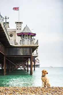 Pebble Beach Prints: Golden labrador on Brighton Beach, Brighton and Hove, East Sussex, England, United Kingdom