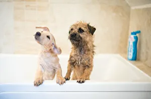 Young Animals Prints: Golden Labrador puppy in the bath with a Border Terrier, United Kingdom, Europe