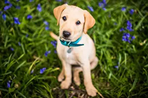 Young Animals Prints: Golden Labrador puppy with blue collar sitting in the bluebells, United Kingdom, Europe