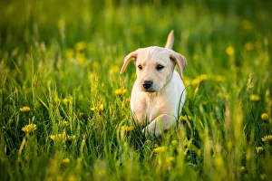Young Animals Prints: Golden Labrador Puppy running through a field of daisies, United Kingdom, Europe