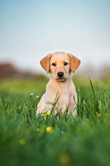 Portrait Prints: Golden Labrador puppy sitting in a field of buttercups, United Kingdom, Europe