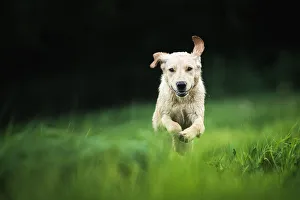Golden Labrador running through a field, United Kingdom, Europe