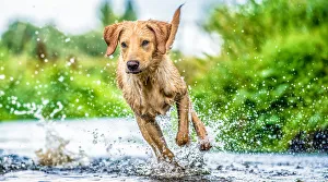 Canine Prints: Golden Labrador running through a shallow river, United Kingdom, Europe