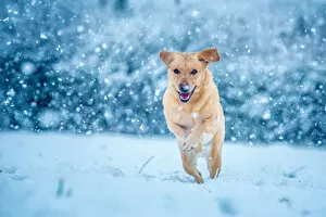Golden Labrador running through the snow, United Kingdom, Europe
