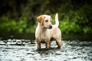 Canine Prints: Golden Labrador standing in a shallow river looking away from the camera, United Kingdom