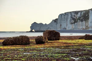 Etretat Prints: Golden light illuminates chalk cliffs and seaweed rocks at low tide in Etretat, France