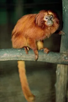 Images Dated 28th November 2007: Golden lion tamarin (Leontophithecus rosalia), Brazil, South America
