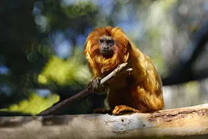 Brazil Prints: Golden Lion Tamarin (Leontopithecus rosalia), Brazilian Atlantic Coast Forest, Brazil