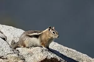 Images Dated 5th September 2007: Golden-mantled squirrel (Citellus lateralis), Rocky Mountain National Park