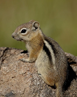 Images Dated 15th August 2010: Golden-mantled squirrel (Citellus lateralis), Routt National Forest, Colorado