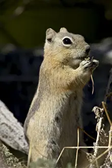 Squirrel Prints: Golden-mantled squirrel (Citellus lateralis) sitting up and eating