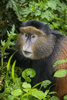 Rwanda Prints: Golden monkey (Cercopithecus kandti), Virunga National Park, Rwanda, Africa