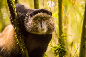 Rwanda Prints: Golden Monkey in Volcanoes National Park, Rwanda, Africa