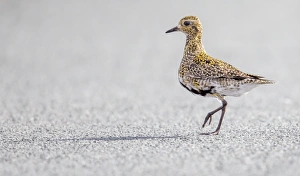 Shorebird Prints: Golden plover (Pluvialis apricaria), North Pennines, England, United Kingdom, Europe