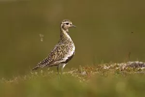 Images Dated 24th July 2009: Golden plover (Pluvialis apricaria) in summer plumage, Iceland, Polar Regions
