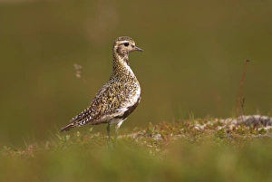 Images Dated 24th July 2009: Golden plover (Pluvialis apricaria) in summer plumage, Iceland, Polar Regions