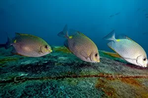 Three golden rabbitfish (Siganus guttatus) feeding, Thailand, Southeast Asia, Asia