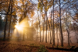 Sunrays Prints: Golden rays cutting through a misty forest, Heidelberg area, Baden-Wurttemberg, Germany