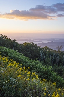 Foliage Prints: Golden rods and sunrise over the Blue Ridge Mountains