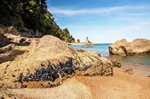 Tasman Prints: Golden Sand Beach with Mussel-Covered Rocks and Calm Bay Waters