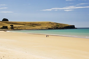 Stanley Prints: Golden Sand Beach in Perkins Bay, Stanley, Tasmania, Australia, Pacific