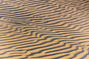 Dunes Prints: Golden Sand Dune Ripples in Soft Light at Wharariki Beach, South Island, New Zealand