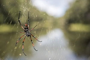Golden silk orb weaver spider (Nephila) on its web, Perinet Reserve, Andasibe-Mantadia