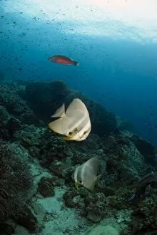 Golden spadefish (Platax boersii), Thailand, Southeast Asia, Asia