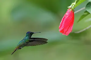 Spread Wings Prints: Golden-tailed Sapphire (Chrysuronia oenone) hummingbird in flight