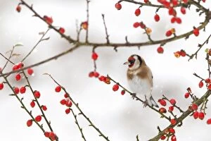 Images Dated 21st December 2009: Goldfinch (Carduelis carduelis) in winter, Northumberland, England, United Kingdom